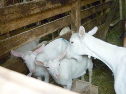 Păziţi-vă iezii! Hoţii s-au reprofilat